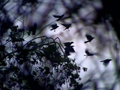 The Birds